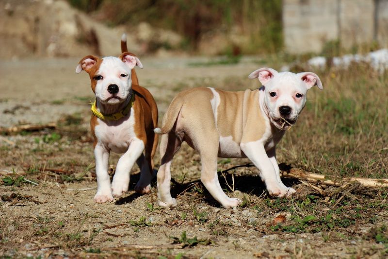 Dream Of White Angels - Chiot disponible  - American Staffordshire Terrier