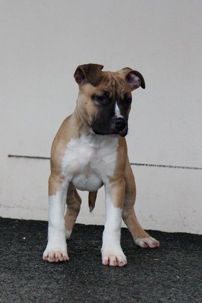 Dream Of White Angels - Chiot disponible  - American Staffordshire Terrier