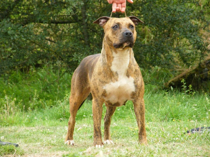 Harissa very strong Paradise Of Crystal Dogs
