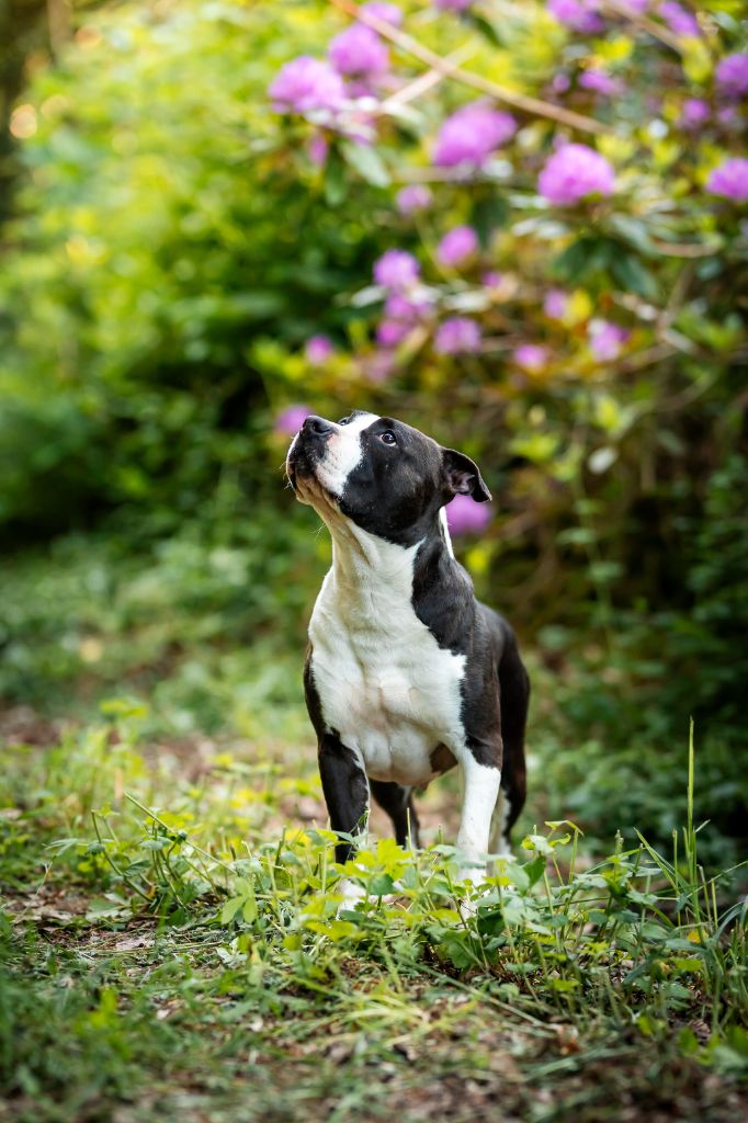 Riwana Dream Of White Angels