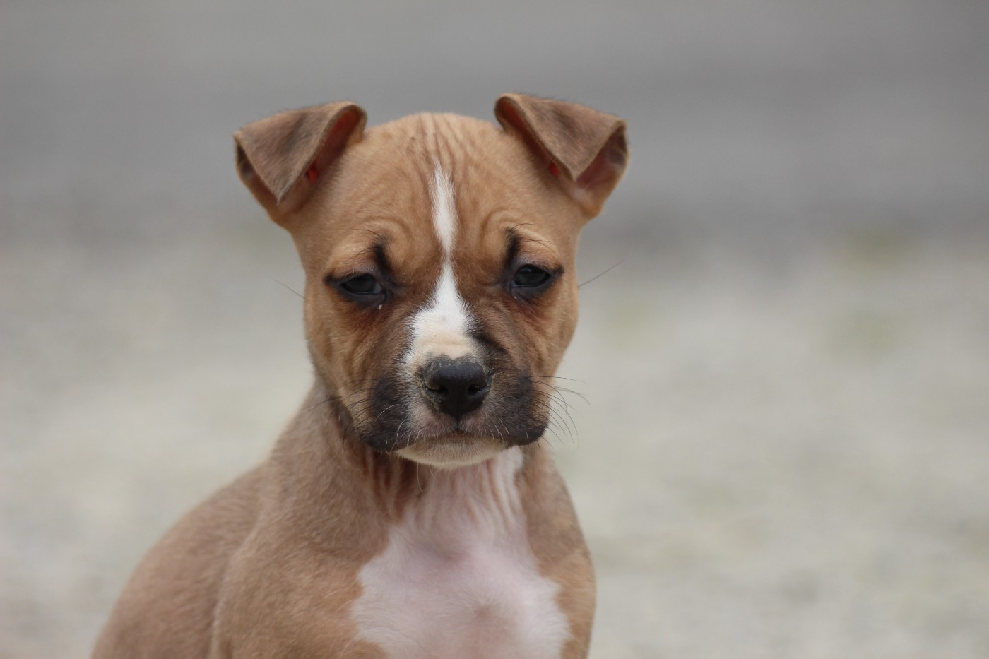 vida loca Dream Of White Angels