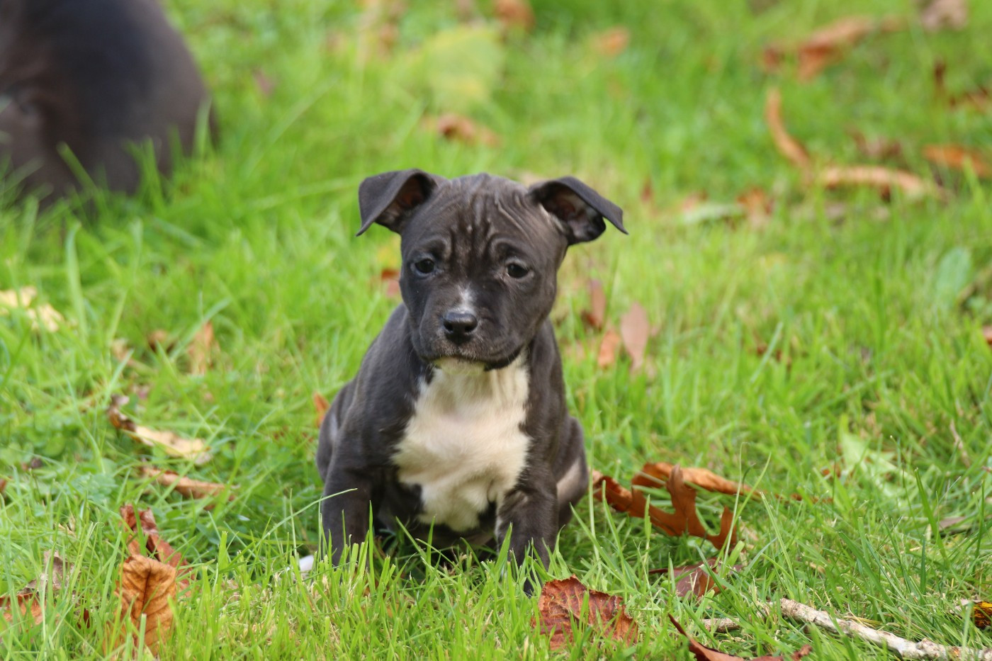 Dream Of White Angels - Chiots disponibles - American Staffordshire Terrier