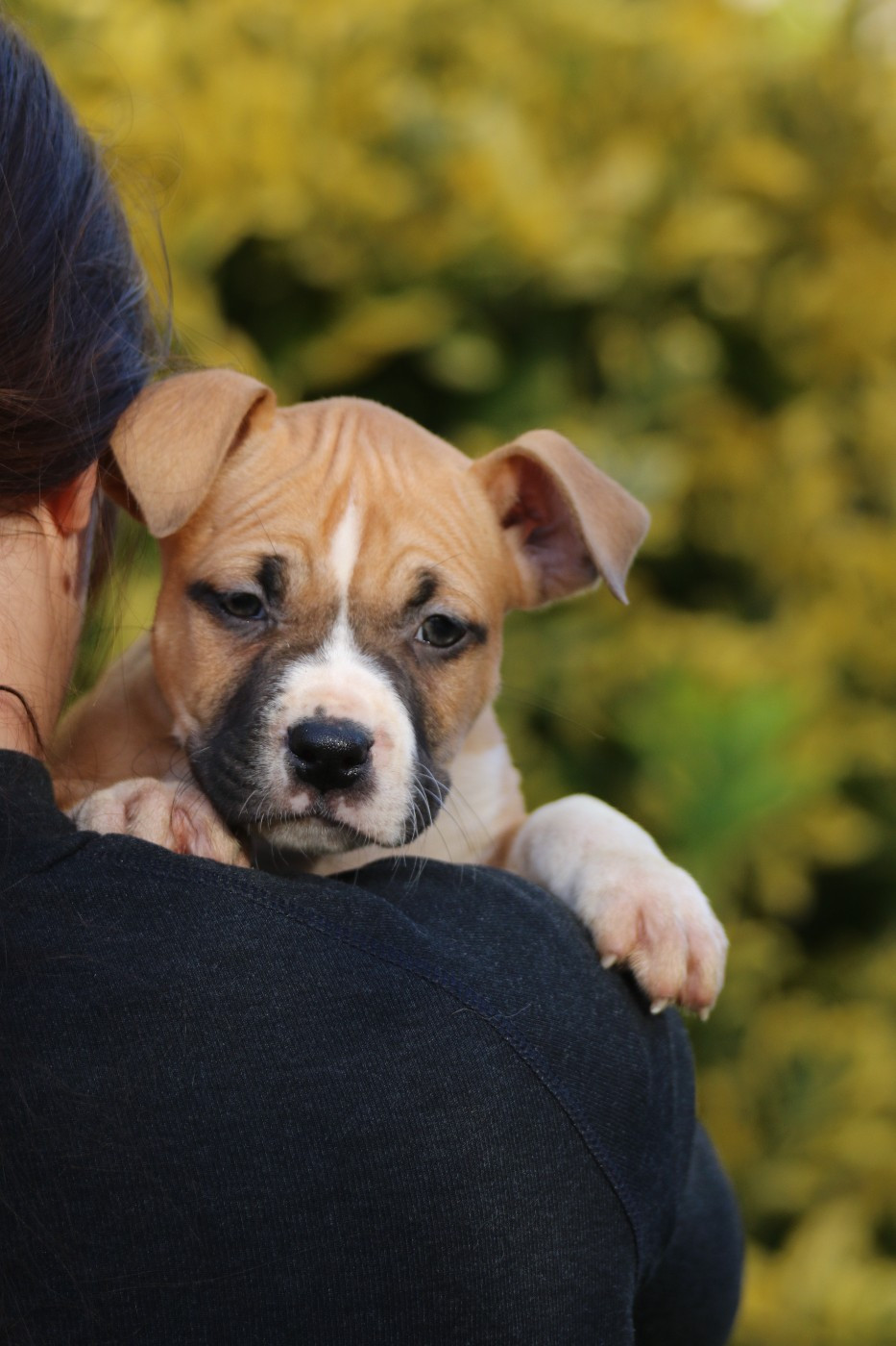 Dream Of White Angels - Chiots disponibles - American Staffordshire Terrier