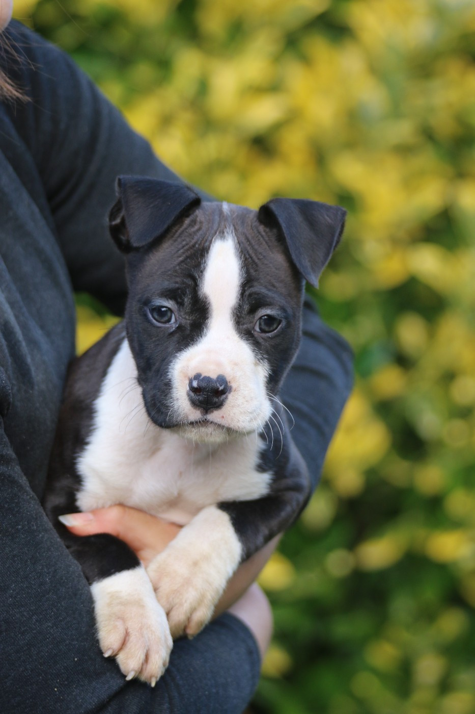 Dream Of White Angels - Chiots disponibles - American Staffordshire Terrier