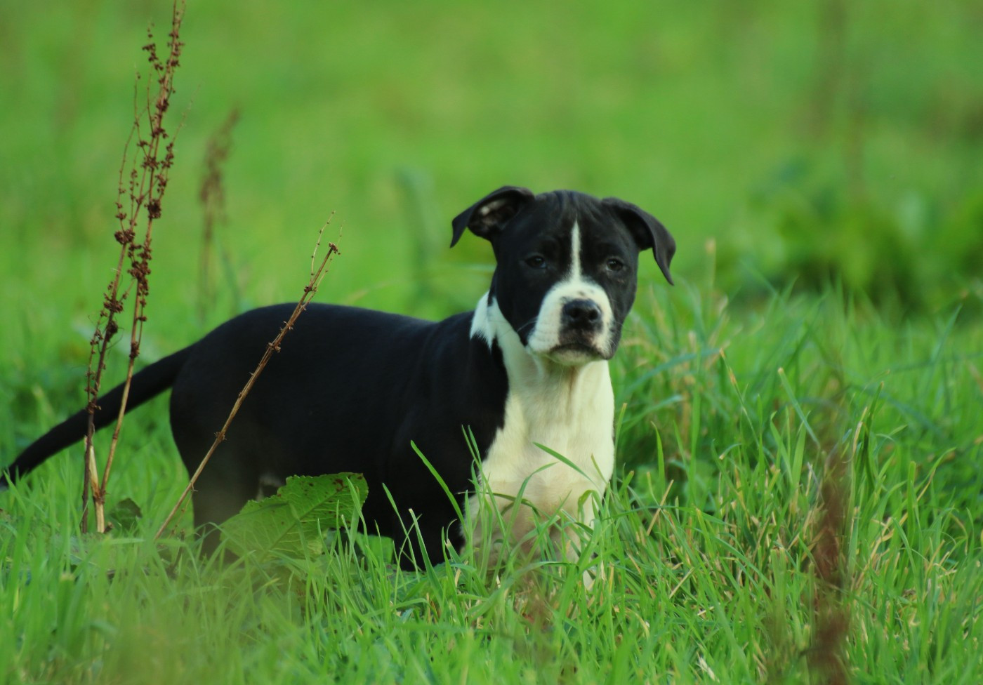 Dream Of White Angels - Chiots disponibles - American Staffordshire Terrier