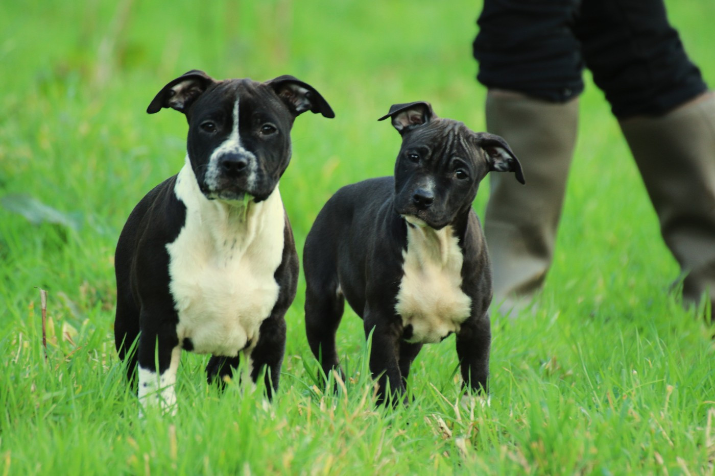 Dream Of White Angels - Chiots disponibles - American Staffordshire Terrier