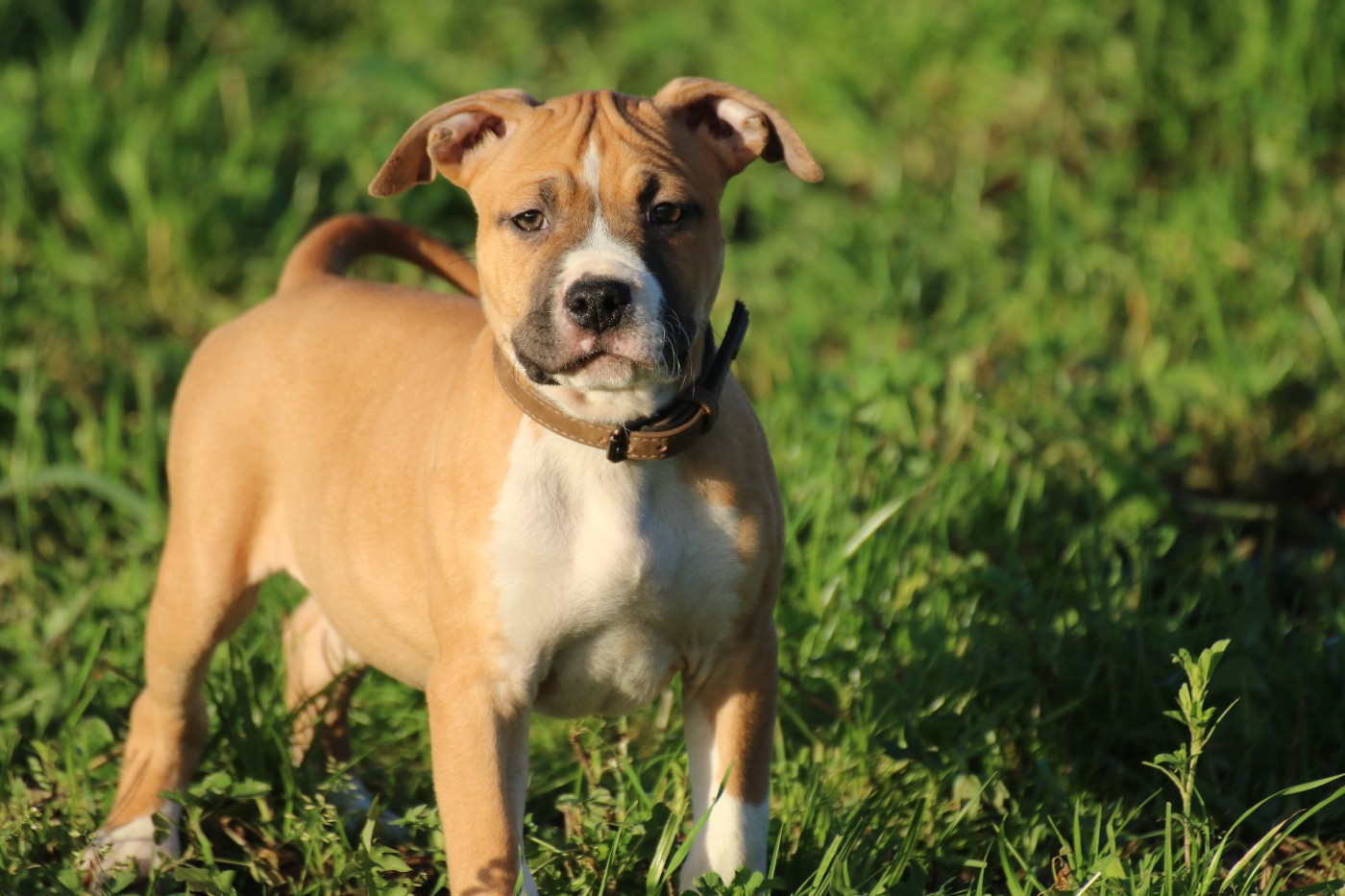 Dream Of White Angels - Chiots disponibles - American Staffordshire Terrier