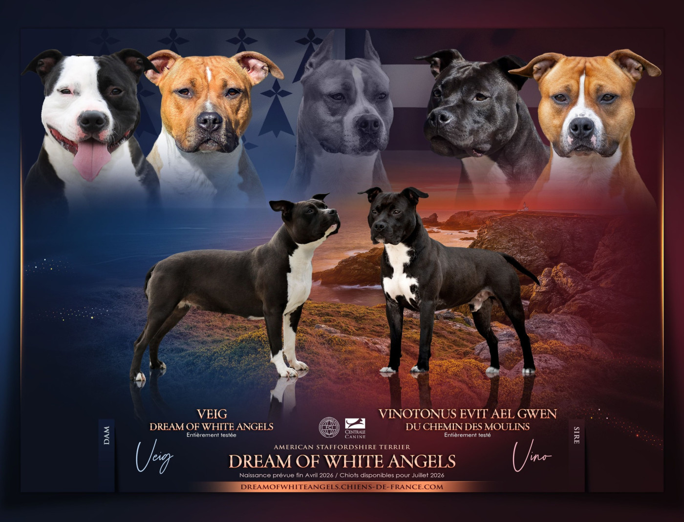 Chiot American Staffordshire Terrier Dream Of White Angels
