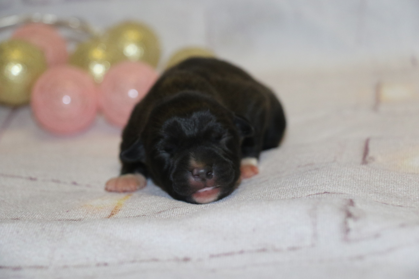 Dream Of White Angels - Chiots disponibles - American Staffordshire Terrier