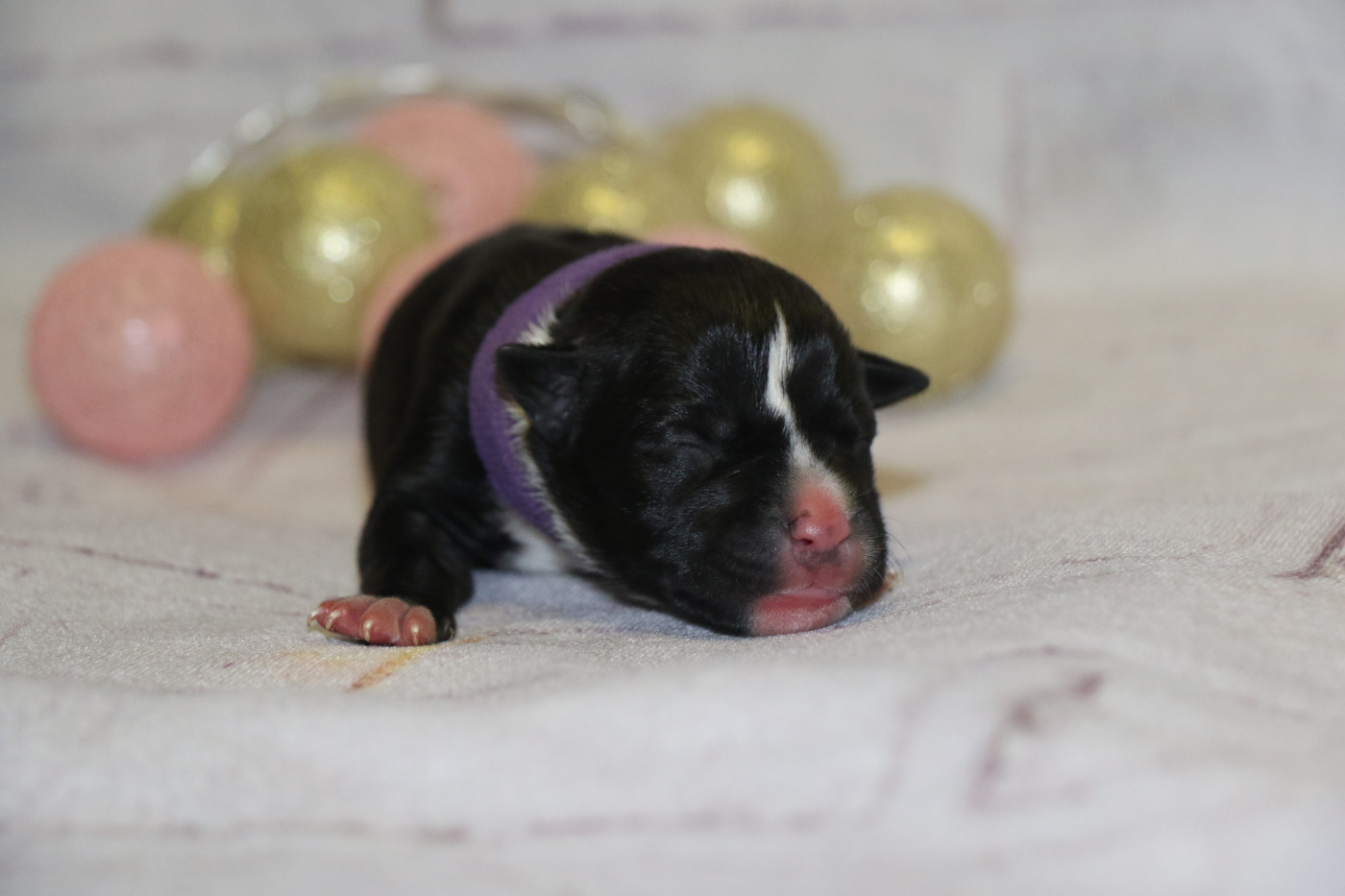 Dream Of White Angels - Chiots disponibles - American Staffordshire Terrier