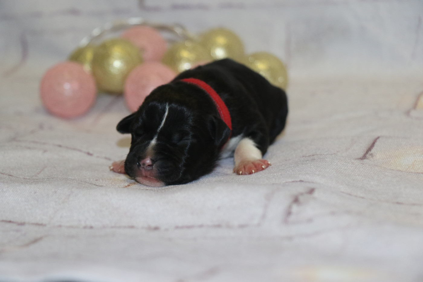 Dream Of White Angels - Chiots disponibles - American Staffordshire Terrier