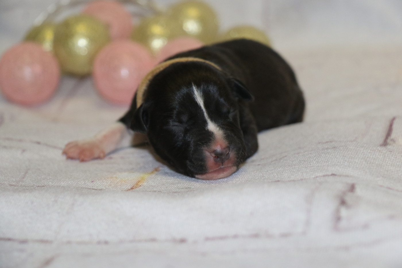 Dream Of White Angels - Chiots disponibles - American Staffordshire Terrier