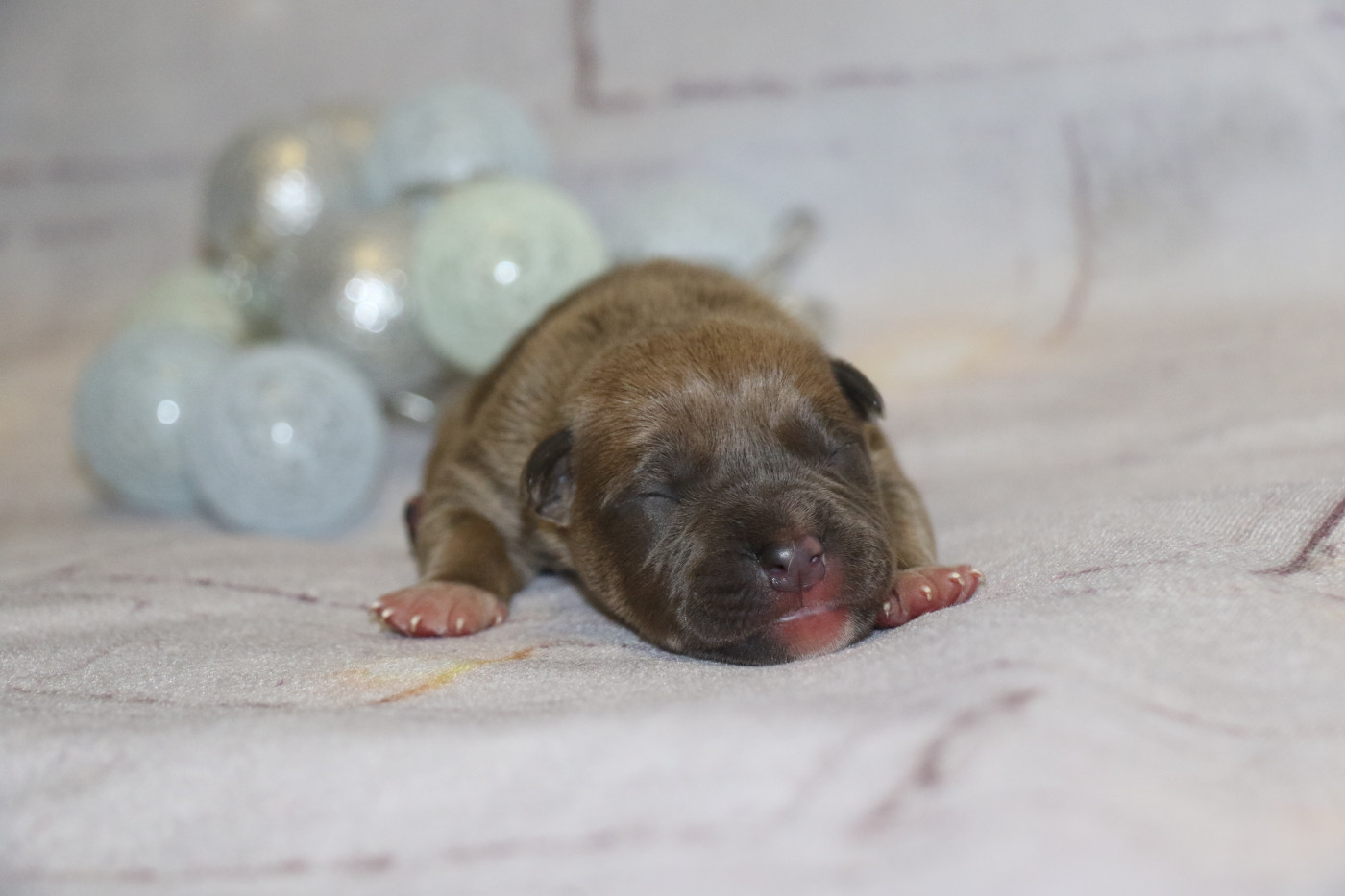 Dream Of White Angels - Chiots disponibles - American Staffordshire Terrier