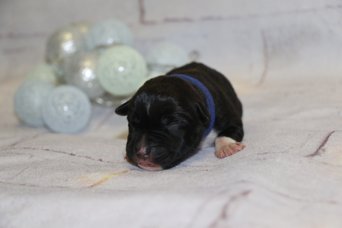 Dream Of White Angels - Chiots disponibles - American Staffordshire Terrier