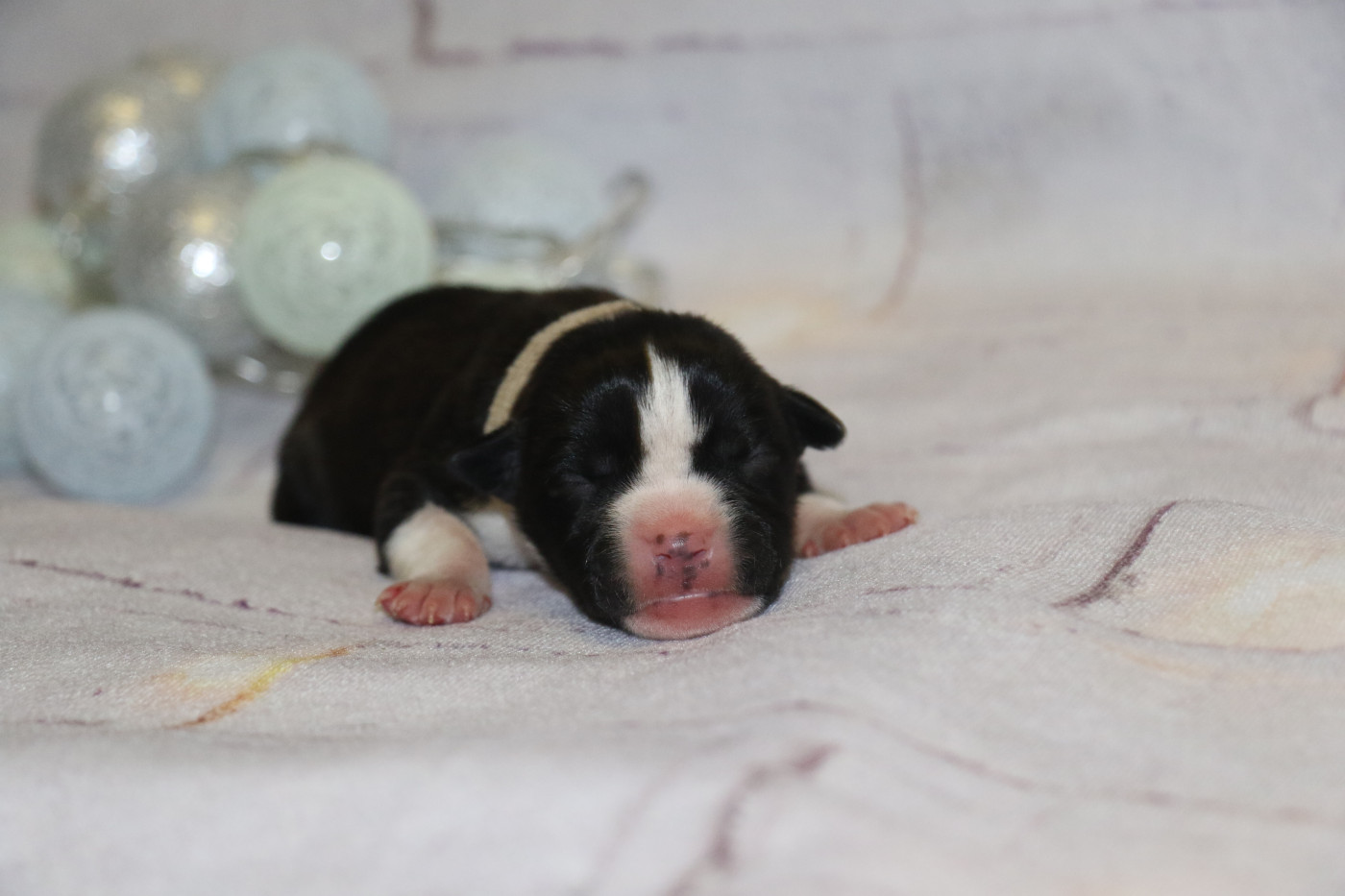 Dream Of White Angels - Chiots disponibles - American Staffordshire Terrier