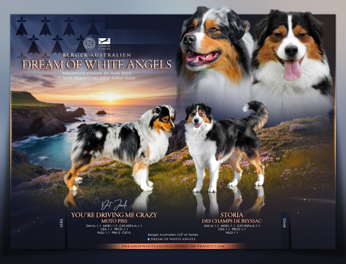 Chiot Berger Australien Dream Of White Angels