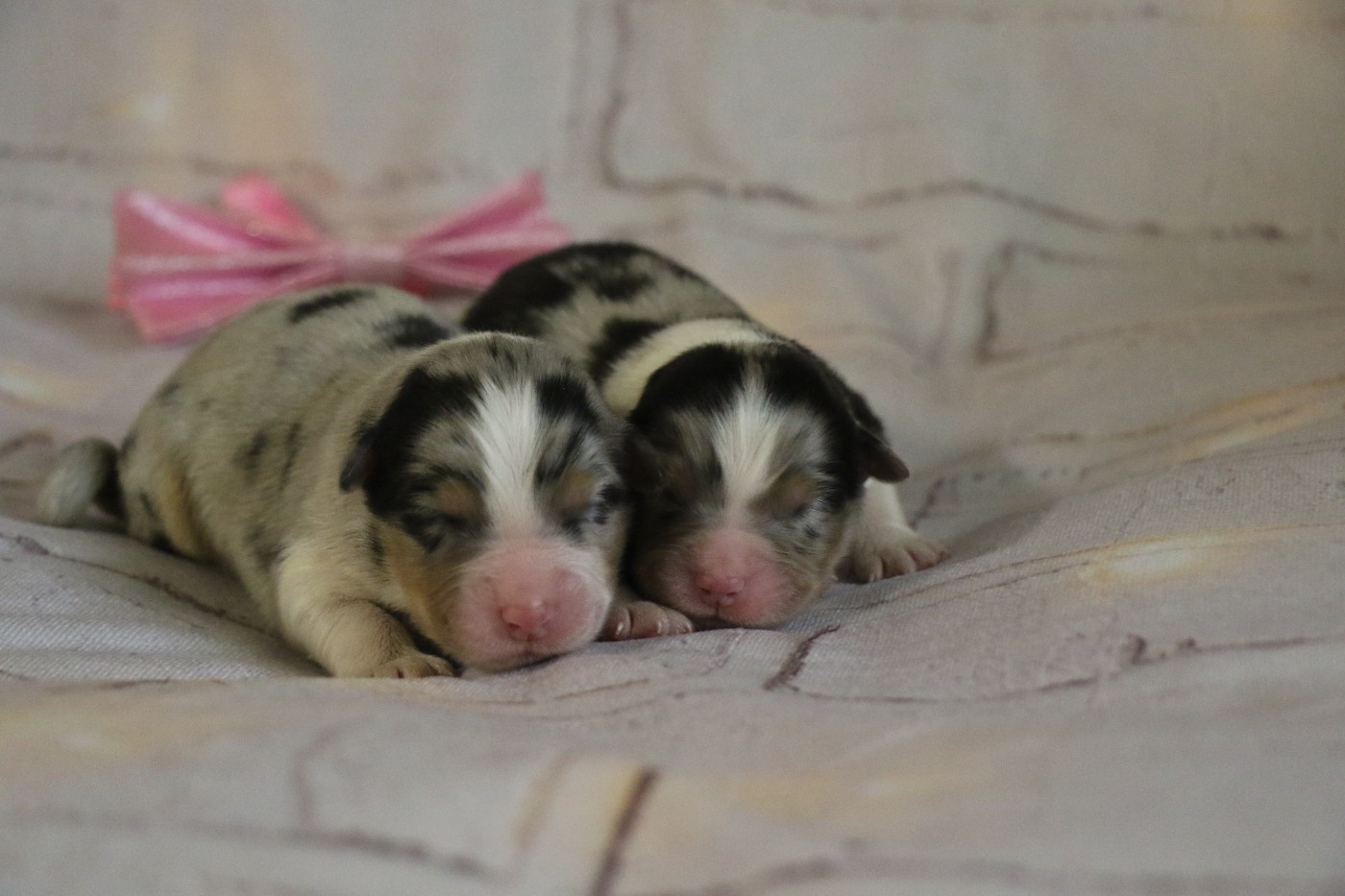 Dream Of White Angels - Chiots disponibles - Berger Australien
