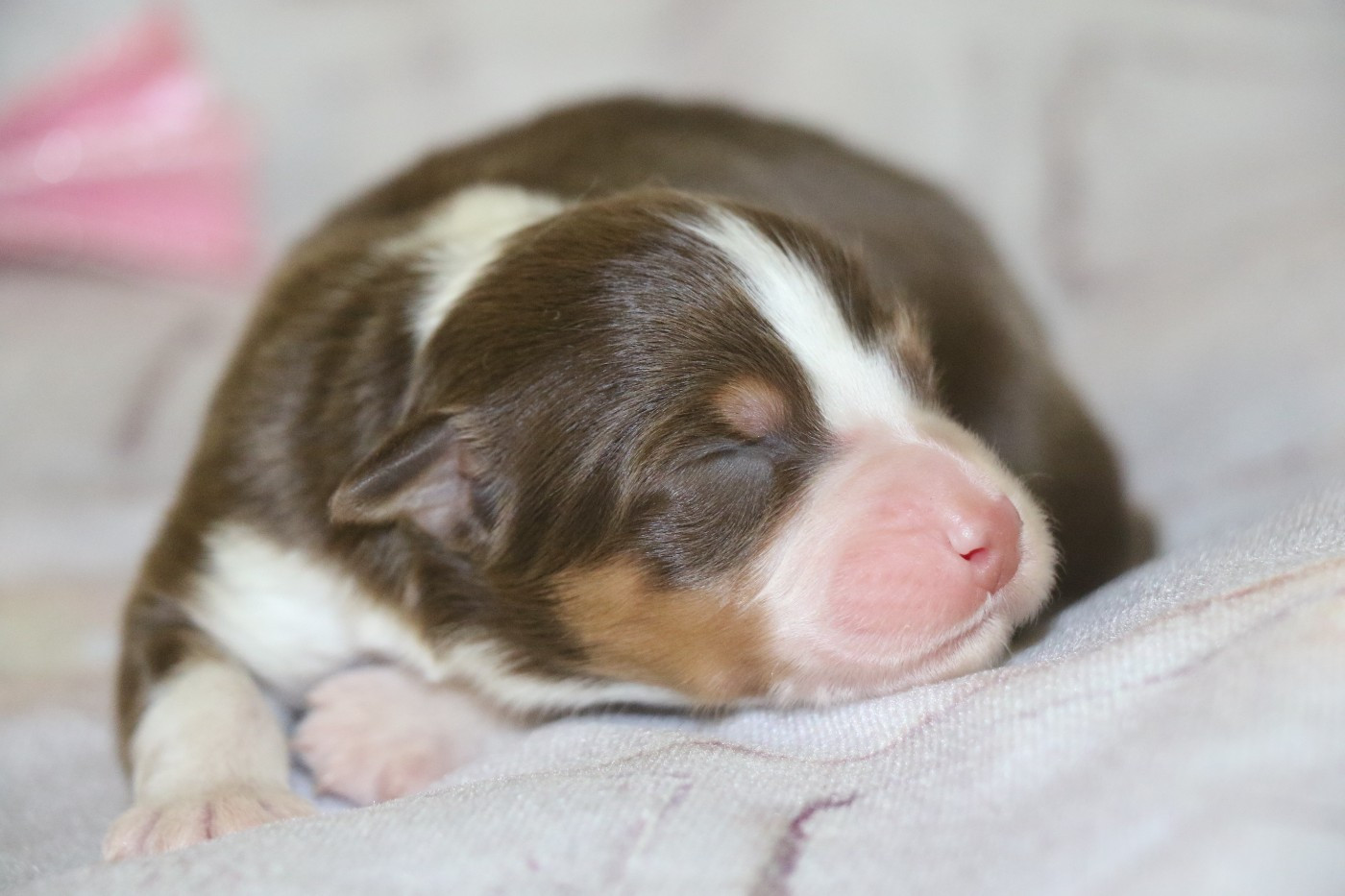 Dream Of White Angels - Chiots disponibles - Berger Australien