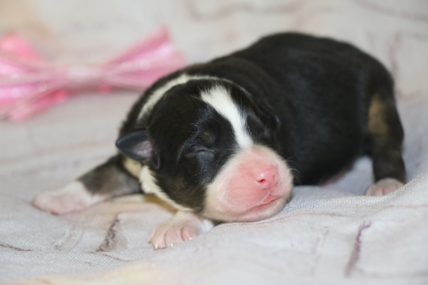 Dream Of White Angels - Chiots disponibles - Berger Australien