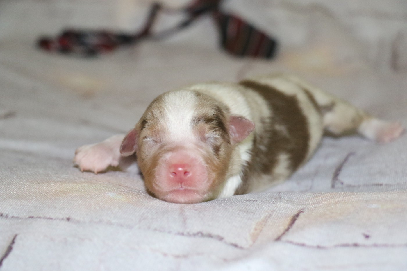 Dream Of White Angels - Chiots disponibles - Berger Australien