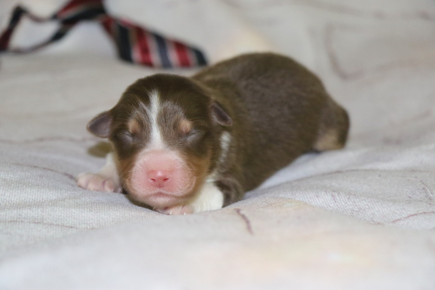 Dream Of White Angels - Chiots disponibles - Berger Australien