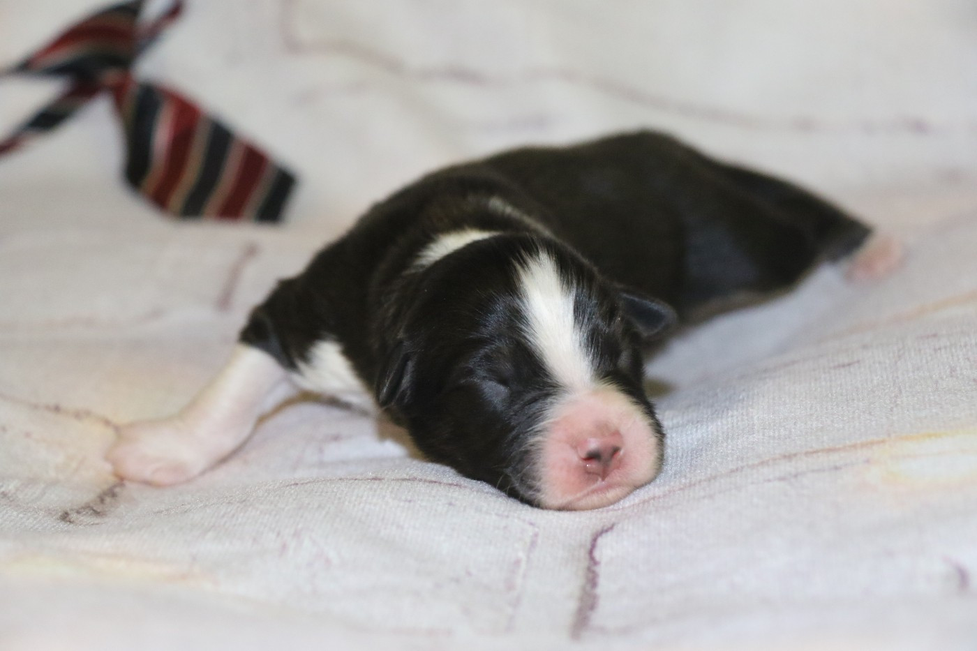Dream Of White Angels - Chiots disponibles - Berger Australien