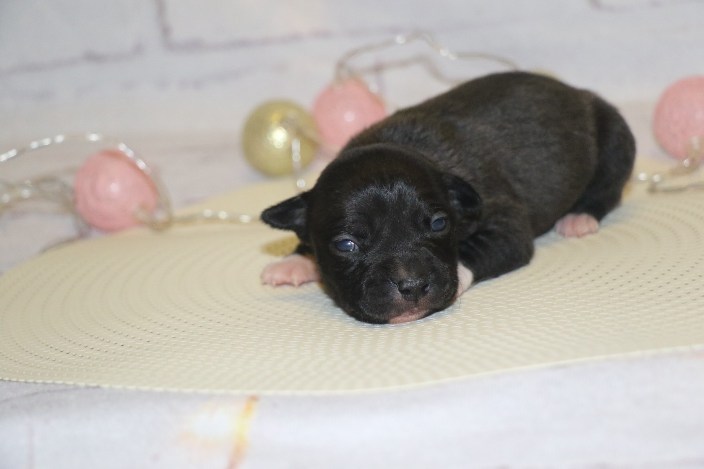 Dream Of White Angels - Chiots disponibles - American Staffordshire Terrier