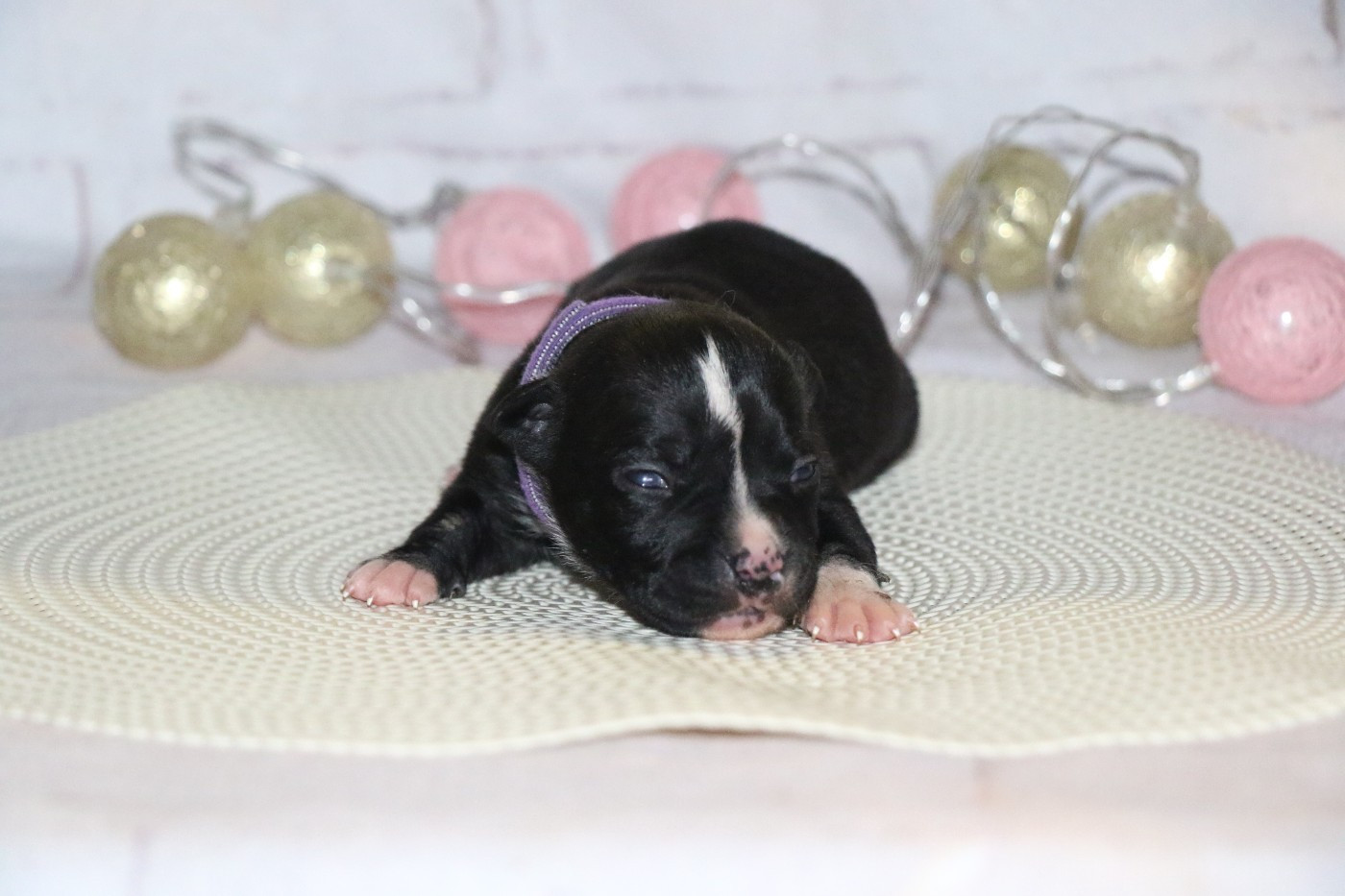 Dream Of White Angels - Chiots disponibles - American Staffordshire Terrier