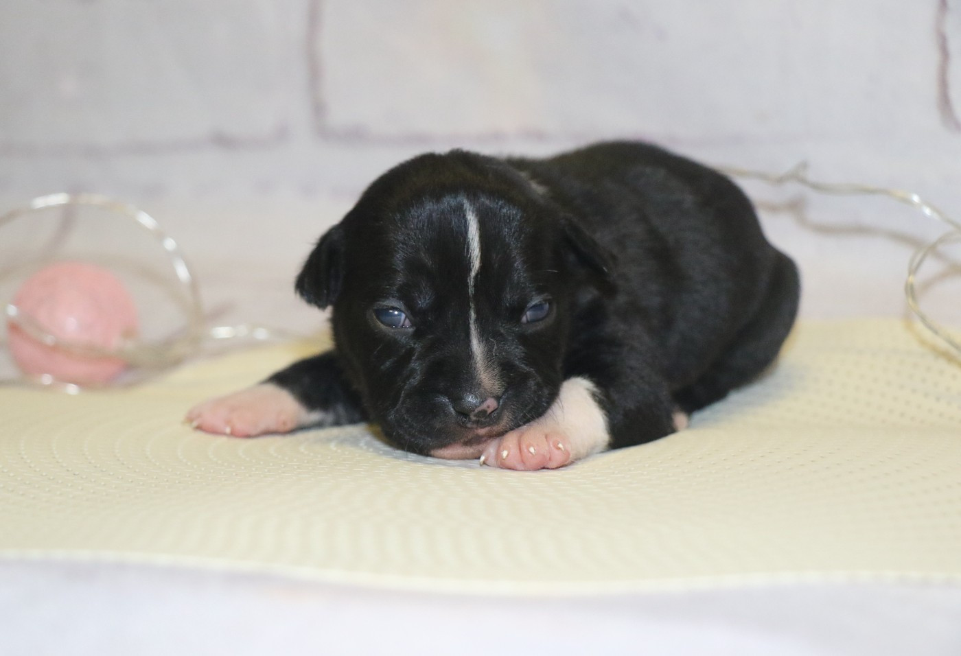 Dream Of White Angels - Chiots disponibles - American Staffordshire Terrier