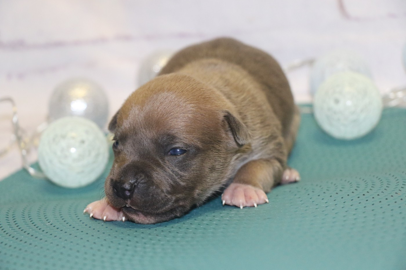 Dream Of White Angels - Chiots disponibles - American Staffordshire Terrier
