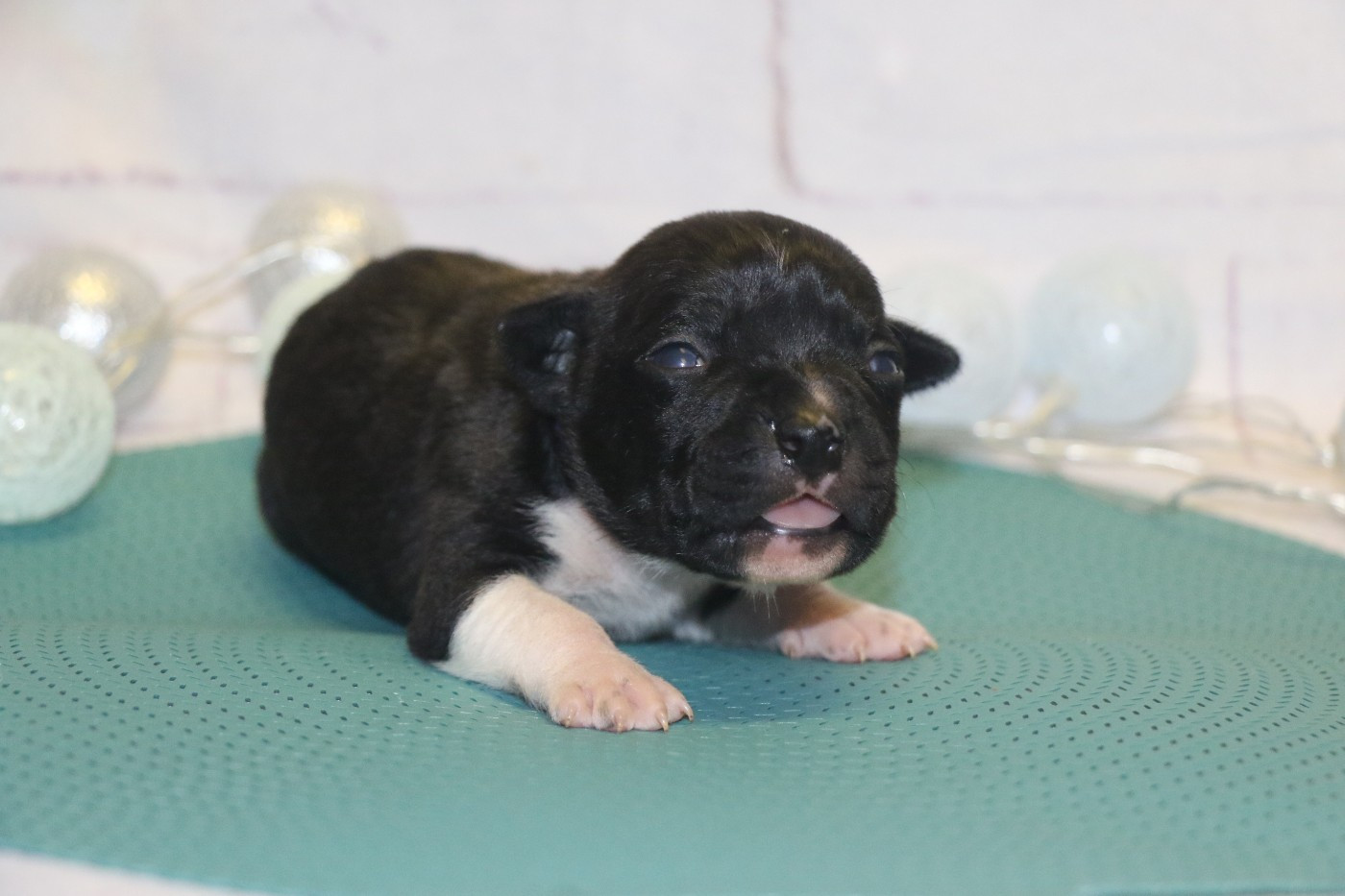 Dream Of White Angels - Chiots disponibles - American Staffordshire Terrier