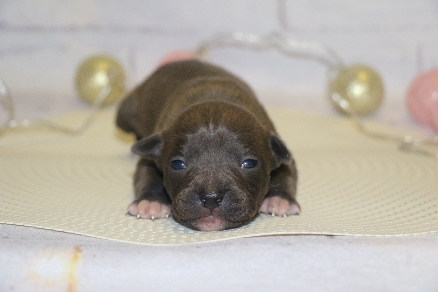 Dream Of White Angels - Chiots disponibles - American Staffordshire Terrier