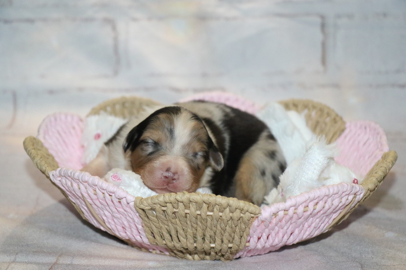 Dream Of White Angels - Chiots disponibles - Berger Australien