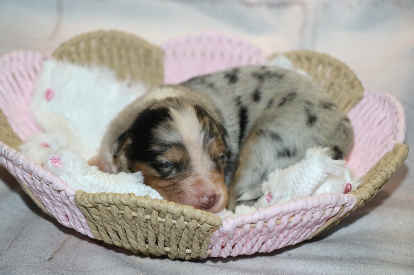 Dream Of White Angels - Chiots disponibles - Berger Australien