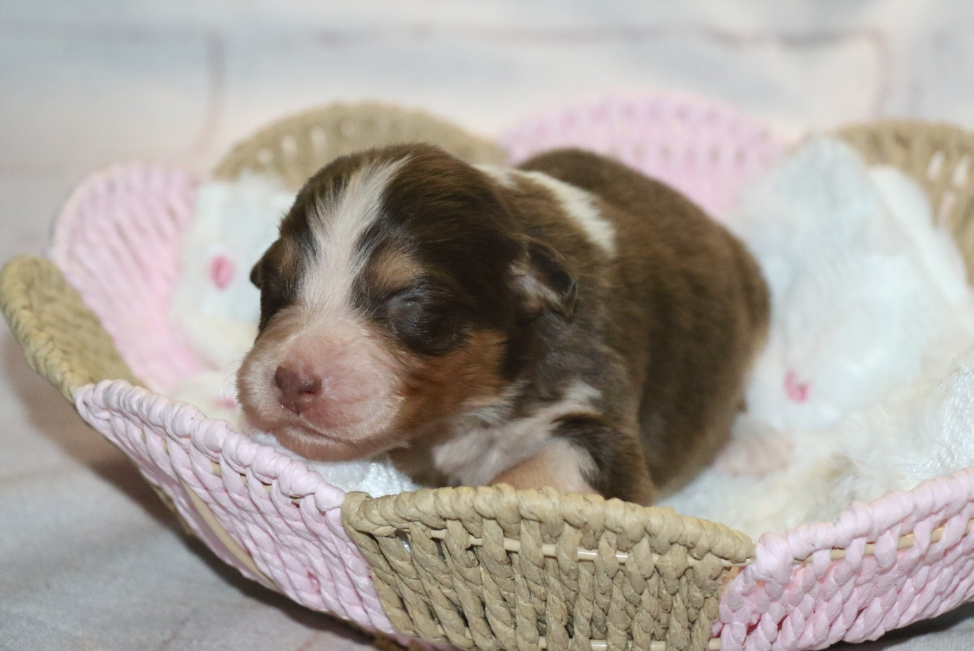 Dream Of White Angels - Chiots disponibles - Berger Australien