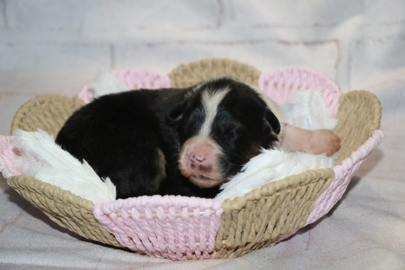 Dream Of White Angels - Chiots disponibles - Berger Australien
