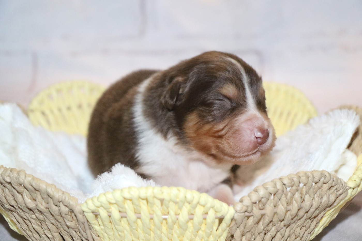 Dream Of White Angels - Chiots disponibles - Berger Australien
