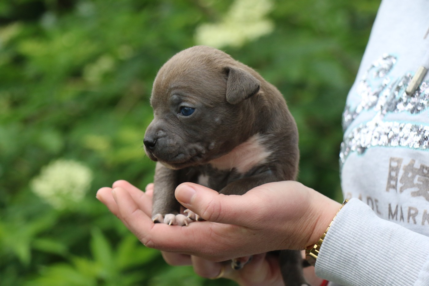 Dream Of White Angels - Chiots disponibles - American Staffordshire Terrier