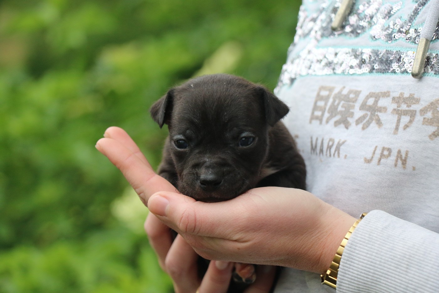 Dream Of White Angels - Chiots disponibles - American Staffordshire Terrier