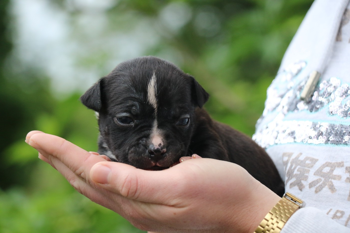 Dream Of White Angels - Chiots disponibles - American Staffordshire Terrier