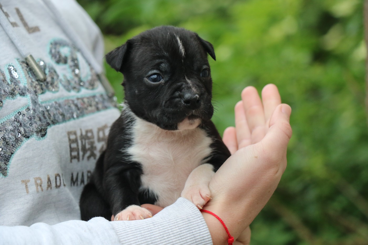 Dream Of White Angels - Chiots disponibles - American Staffordshire Terrier