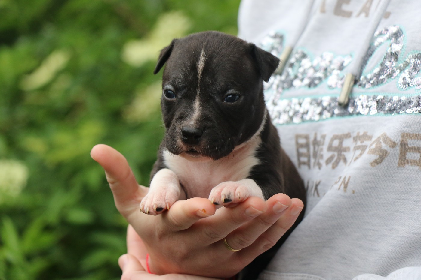 Dream Of White Angels - Chiots disponibles - American Staffordshire Terrier