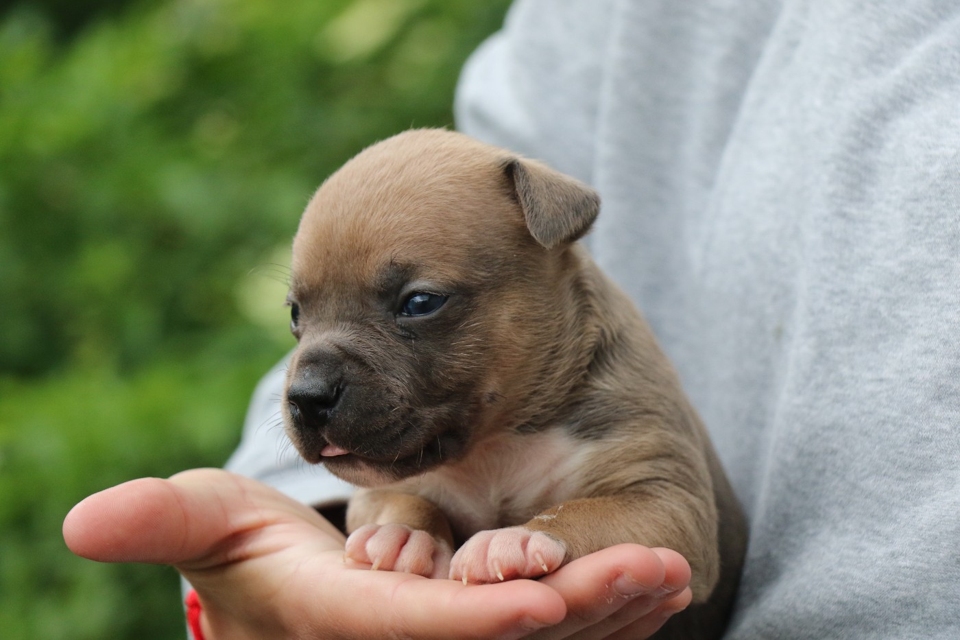 Dream Of White Angels - Chiots disponibles - American Staffordshire Terrier