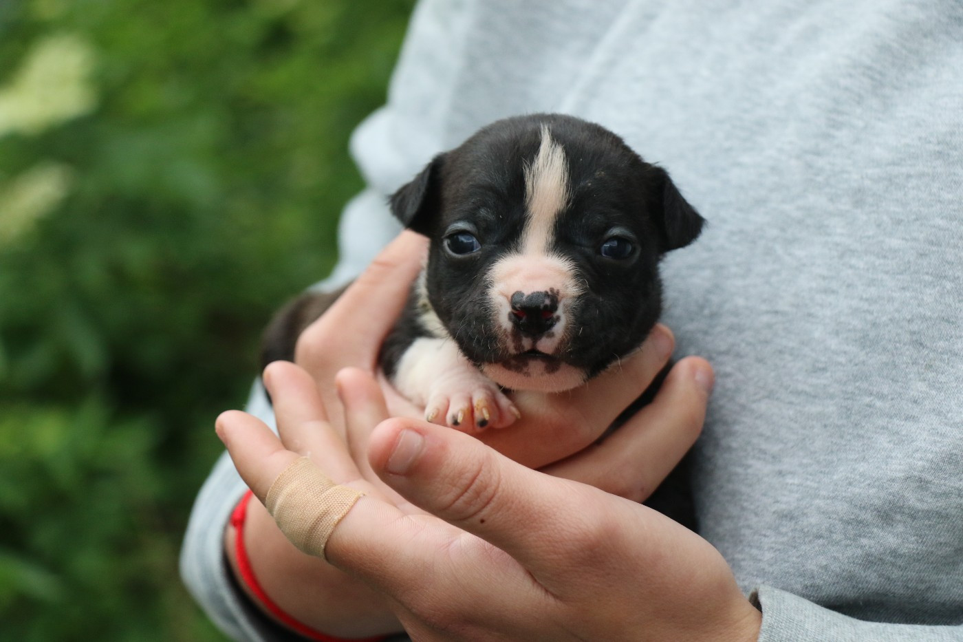 Dream Of White Angels - Chiots disponibles - American Staffordshire Terrier
