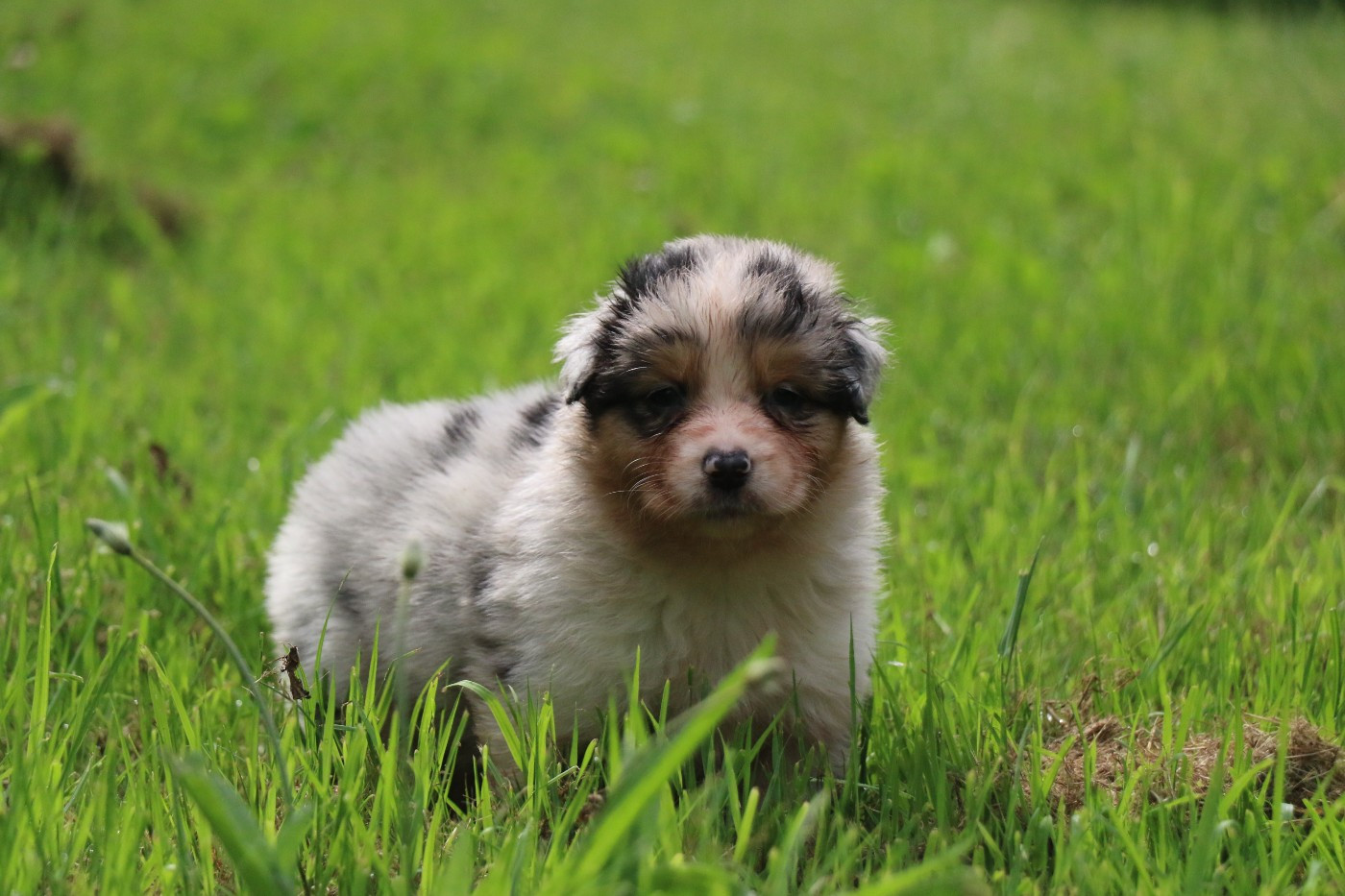 Dream Of White Angels - Chiots disponibles - Berger Australien
