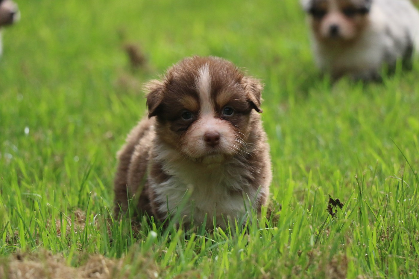 Dream Of White Angels - Chiots disponibles - Berger Australien