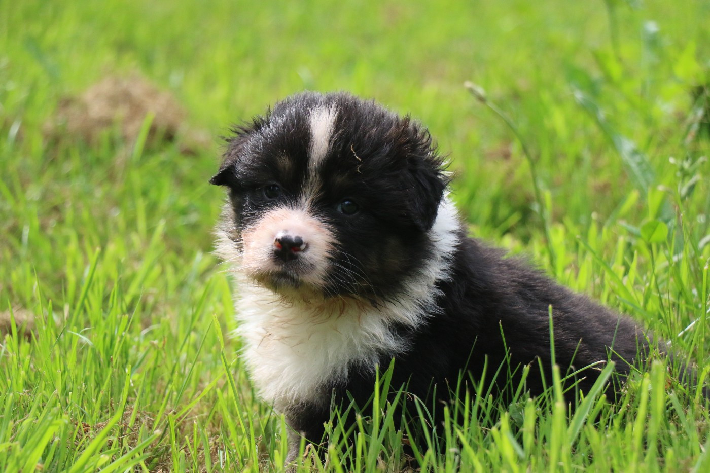 Dream Of White Angels - Chiots disponibles - Berger Australien