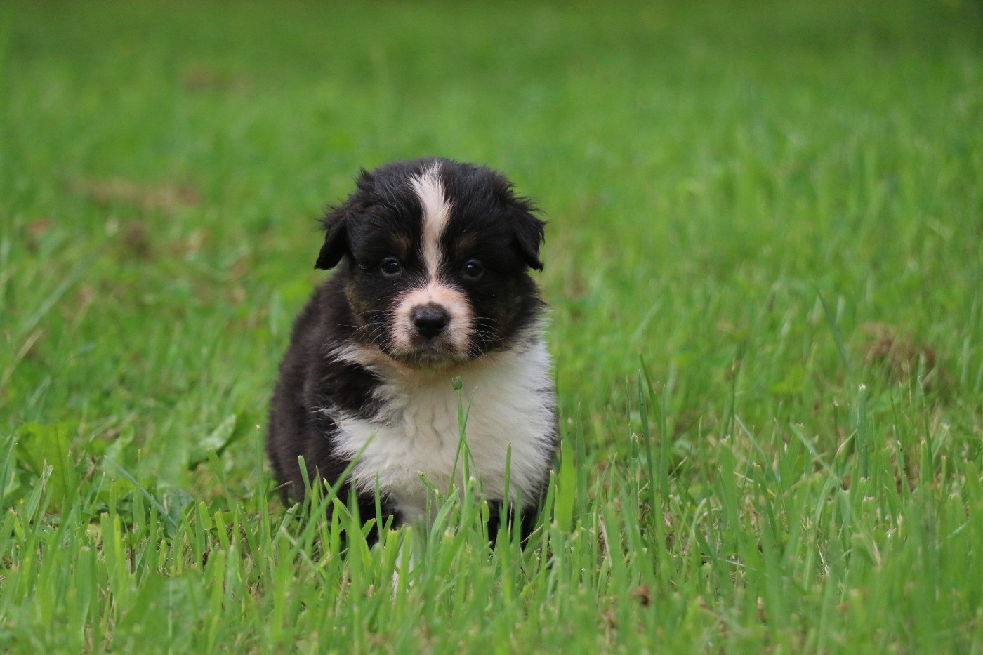 Dream Of White Angels - Chiots disponibles - Berger Australien