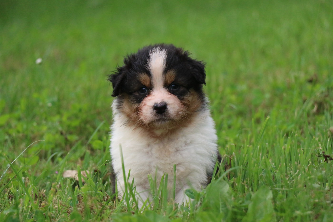 Dream Of White Angels - Chiots disponibles - Berger Australien