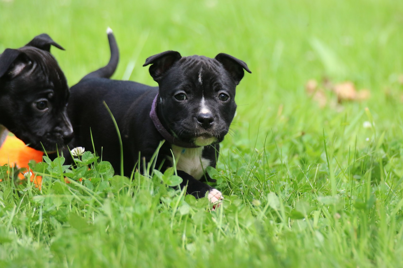 Dream Of White Angels - Chiots disponibles - American Staffordshire Terrier